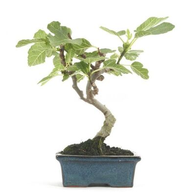 Bonsaï Ficus Carica 7 ans