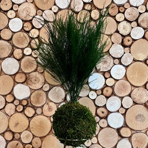 Kokedama with preserved moss and Tiki fern