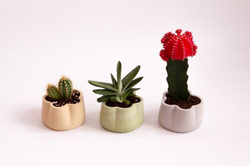 Jumony collection – container /cacti planter