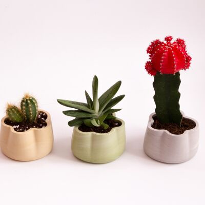 Collezione Jumony – contenitore/fioriera cactus