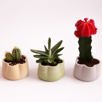 Jumony collection – container /cacti planter