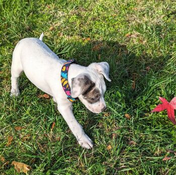 Collier tissu pour chien Envoûtant 6