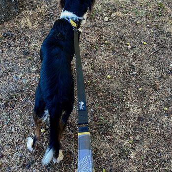 Laisse 110cm pour chien Elégant 2