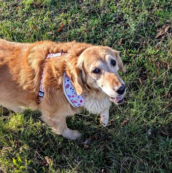 Harnais pour chien Pétales 3