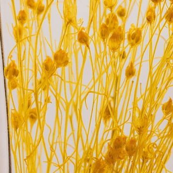 L'Herbarium de Théophile - Broom bloom jaune - plante immergée 2