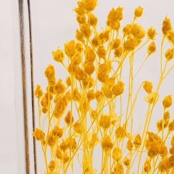 L'Herbarium de Théophile - Broom bloom jaune - plante immergée 6