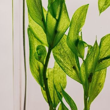 L'Herbarium de Théophile - Ruscus vert acidulé - plante immergée 3