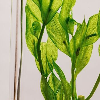 L'Herbarium de Théophile - Ruscus vert acidulé - plante immergée 4