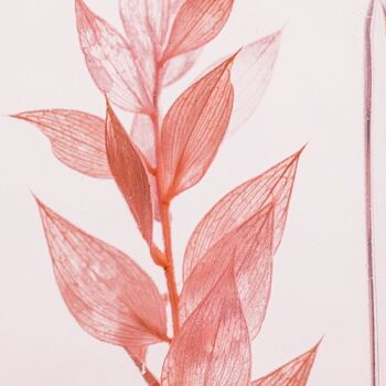 L'Herbarium de Théophile - Ruscus rose 706C - plante immergée 3