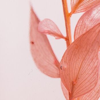 L'Herbarium de Théophile - Ruscus rose 706C - plante immergée 4