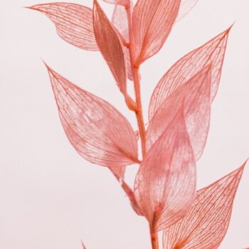 L'Herbarium de Théophile - Ruscus rose 706C - plante immergée 5