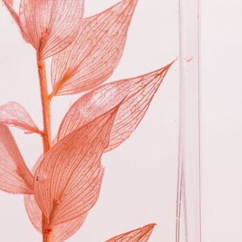 L'Herbarium de Théophile - Ruscus rose 706C - plante immergée 6