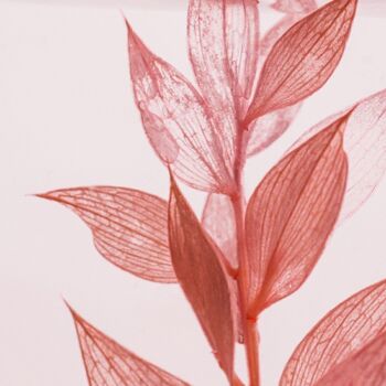 L'Herbarium de Théophile - Ruscus rose 706C - plante immergée 7
