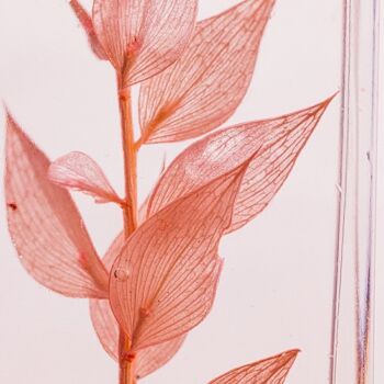 L'Herbarium de Théophile - Ruscus rose 706C - plante immergée 8