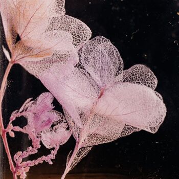 L'Herbarium de Théophile - Hortensia feuille de chêne lilas - Fleur immergée 4