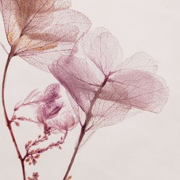 L'Herbarium de Théophile - Hortensia feuille de chêne lilas - plante immergée 5