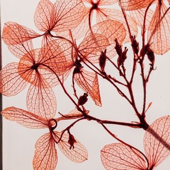 L'Herbarium de Théophile - Hortensia Peegee rouge tendre - plante immergée 4