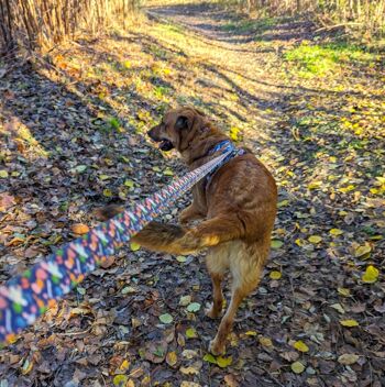 Laisse pour chien 180cm Deep agua 2