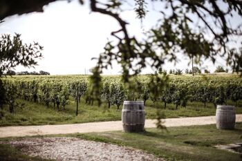 Vin Blanc liquoreux Bio Loupiac 2019 "Château de Cranne" 4