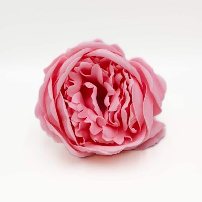 Flor de jabón – Peonía rosa pálido