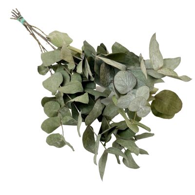 Getrocknete Blumen - Eukalyptus Cinerea