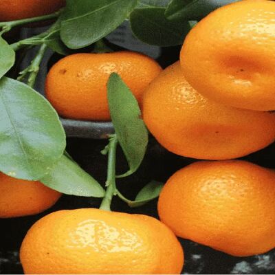 Late Mandarin from Ciaculli Organic