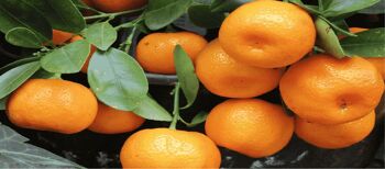 Mandarine Tardive de Ciaculli Bio