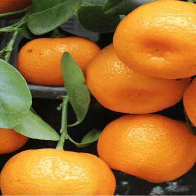 Mandarine Tardive de Ciaculli Bio