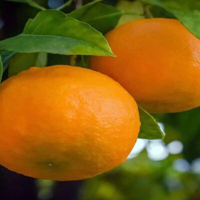 Organic navelina oranges