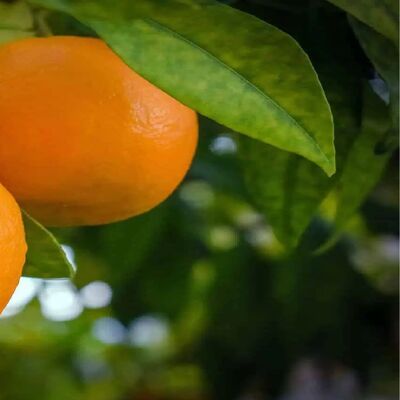 Organic navelina oranges