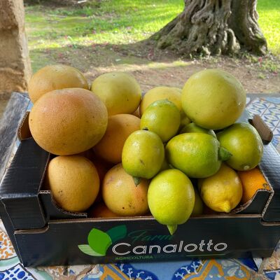Gemischte Bio-Zitrusfruchtbox 3 Grapefruit und Zitrone