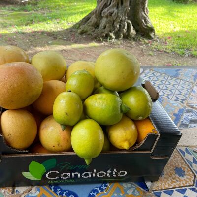 Mixed organic citrus fruit box 3 grapefruit and lemon