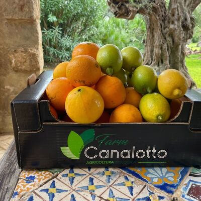 Mixed organic citrus fruit box with 4 oranges and lemons