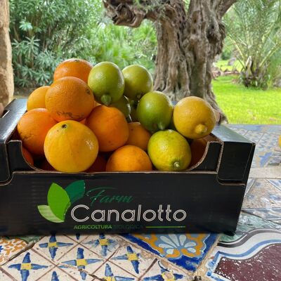 Mixed organic citrus fruit box with 4 oranges and lemons