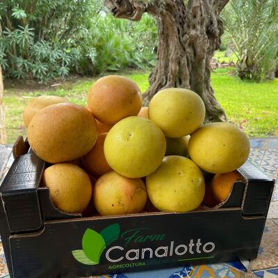 Gemischte Bio-Zitrusfruchtbox mit 6 Mandarinen und Grapefruits