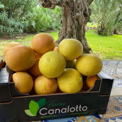 Mixed organic citrus fruit box of 6 mandarins and grapefruits