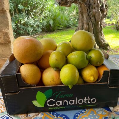 Mixed organic citrus fruit box of 7 mandarins and lemons