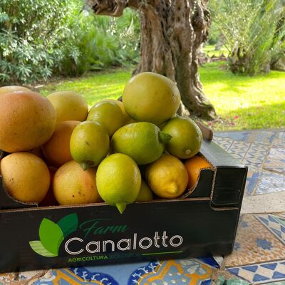 Mixed organic citrus fruit box of 7 mandarins and lemons