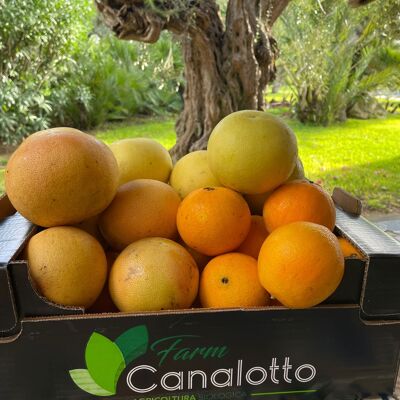Caja mixta de cítricos ecológicos con 8 naranjas, mandarinas y pomelos.