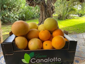 Coffret mix d'agrumes bio composé de 8 oranges, mandarines et pamplemousses