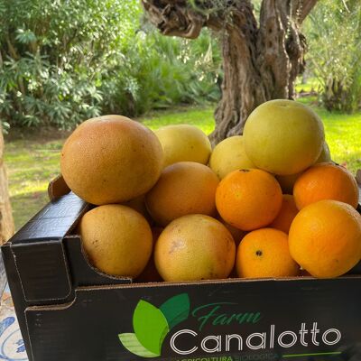 Gemischte Bio-Zitrusfruchtbox mit 8 Orangen, Mandarinen und Grapefruits