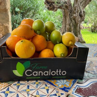 Mixed organic citrus fruit box with 9 oranges, lemons and mandarins