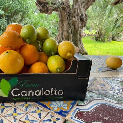 Mixed organic citrus fruit box with 9 oranges, lemons and mandarins