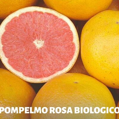 Pompelmo rosa Bio