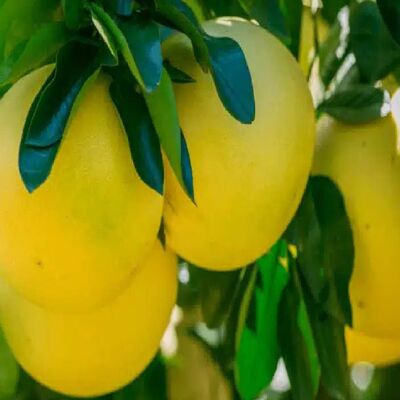 Organic yellow grapefruit