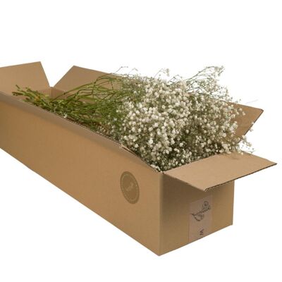 Dried Flowers - Gypsophilia