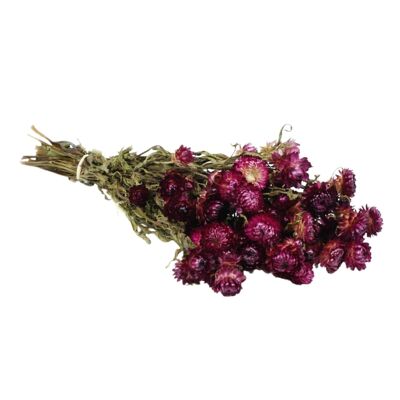 Getrocknete Blumen - Helichrysum