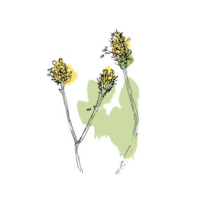 Wildflower Buds A4 Print