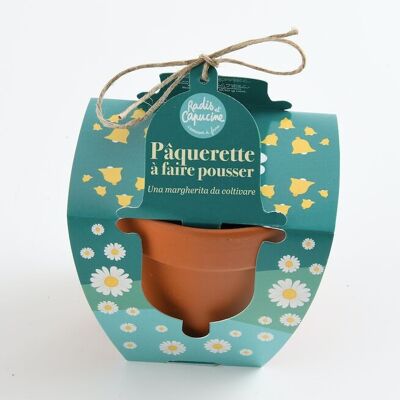 Easter - Terracotta Pot 8cm - Daisies