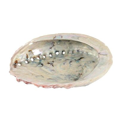 10 cm große Abalone-Muschel